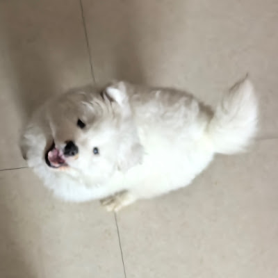 范子特