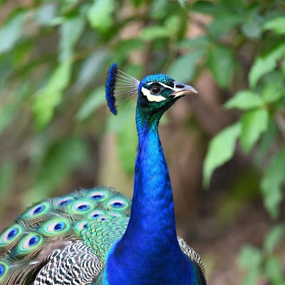 Krishna