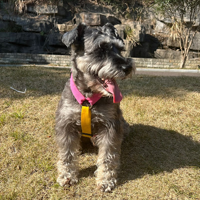 王媛媛