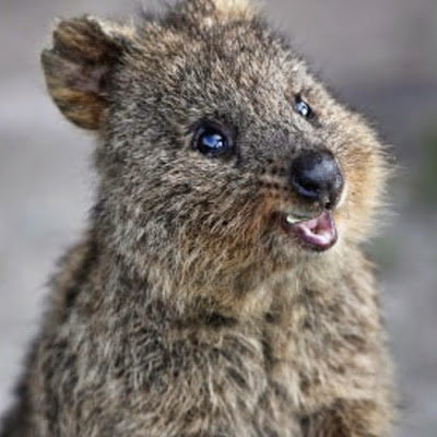 Koa Hui Min